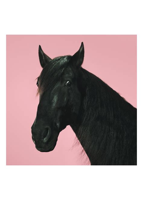 gucci of course a horse: the spring summer 2020 campaign|gucci horses tornado.